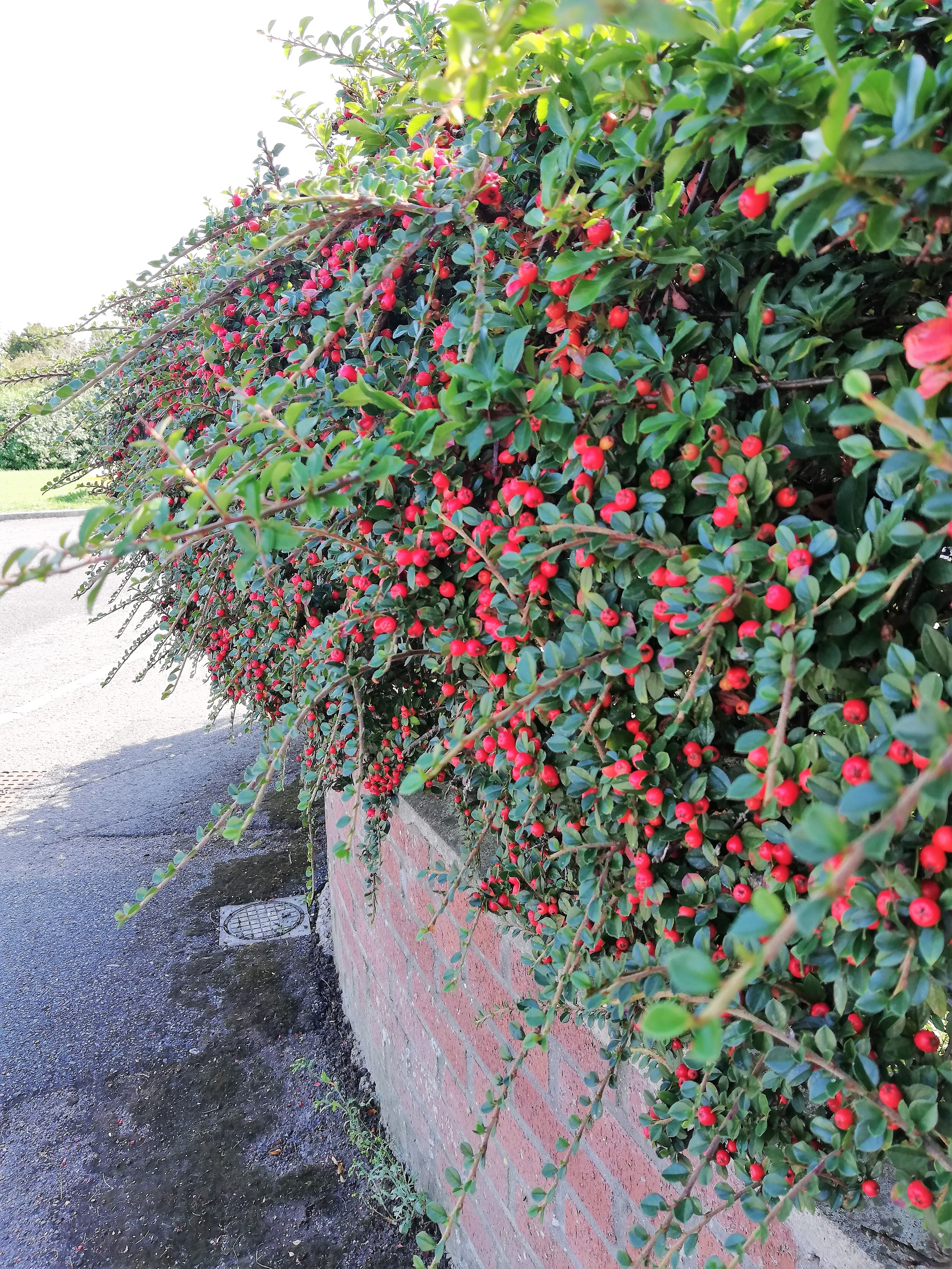 red berries